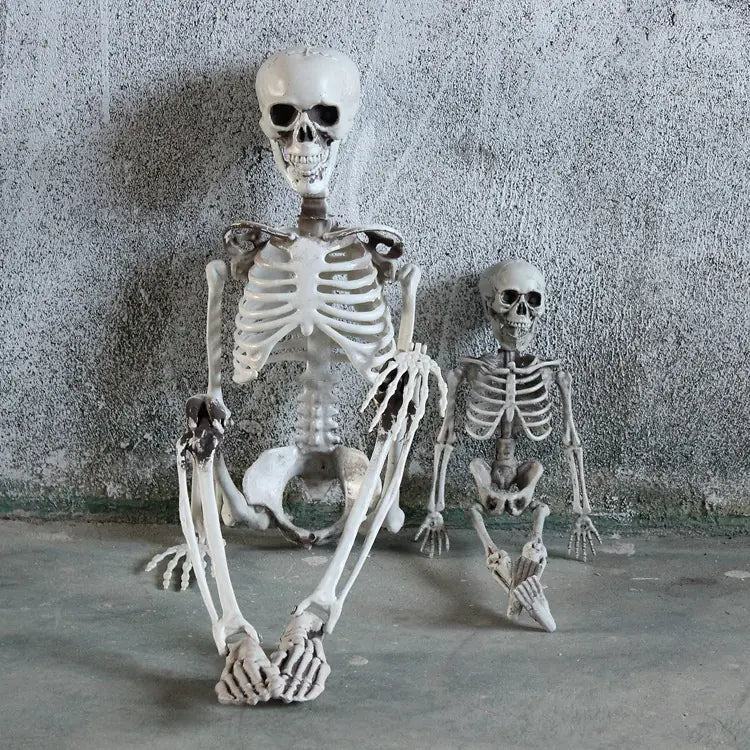 Realistic Skeleton Model